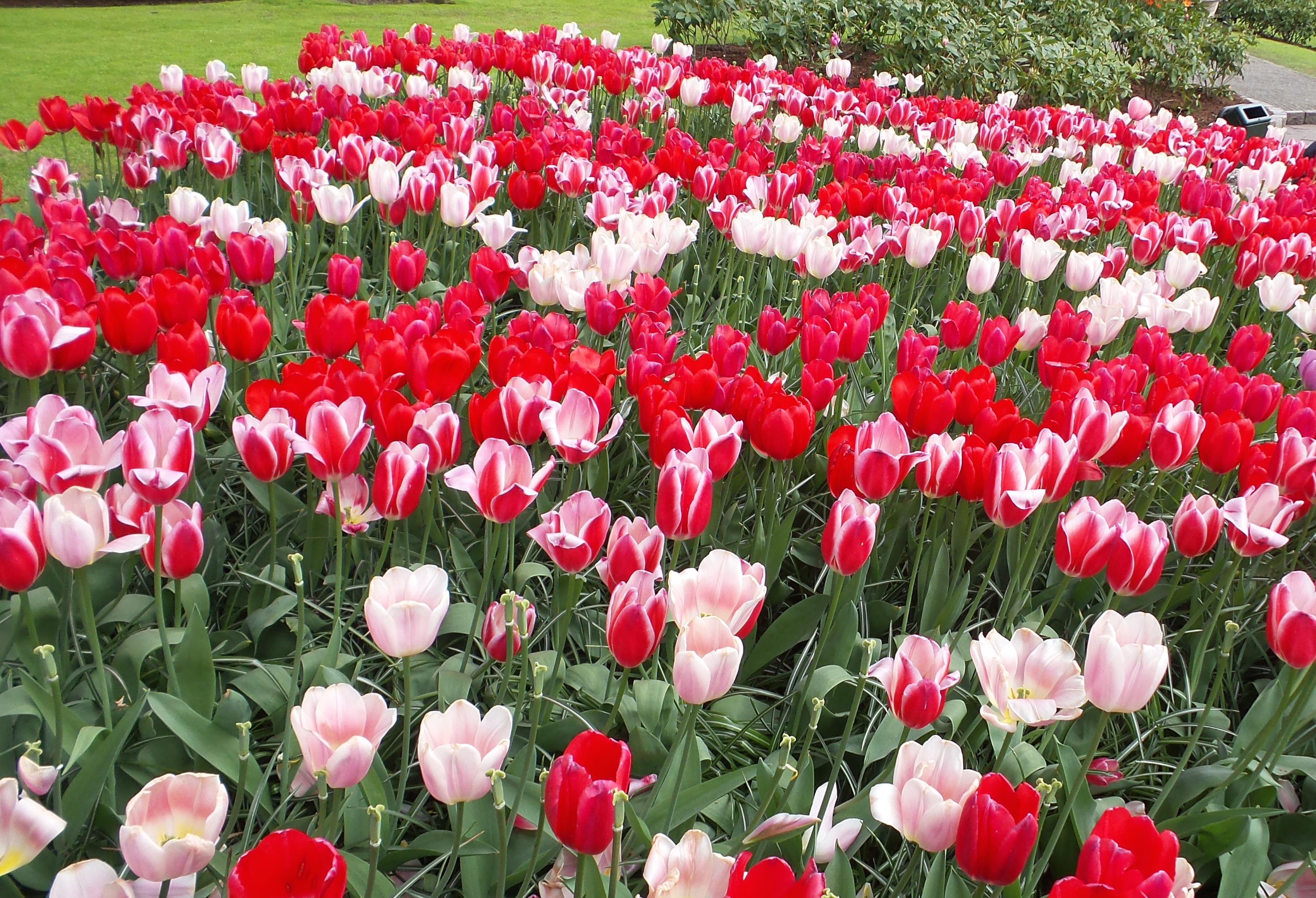 2014-04-17 Holland Tulips 40.jpg